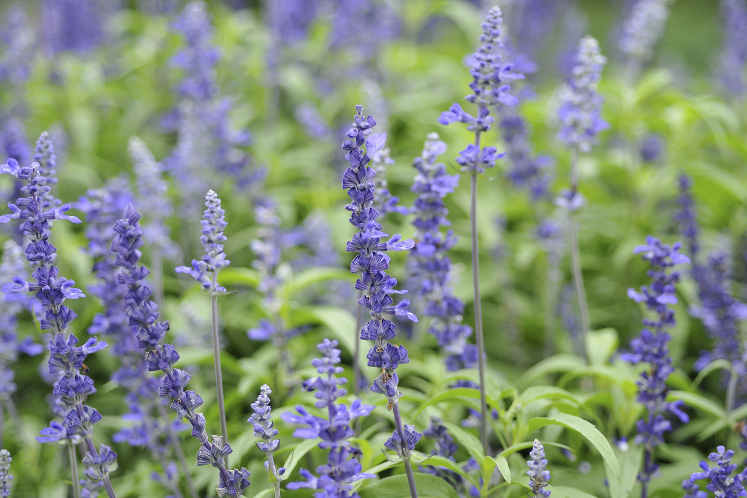 Lavender How To Plant Grow And Care For Lavender The Lavender How To Plant Grow And Care For Lavender The